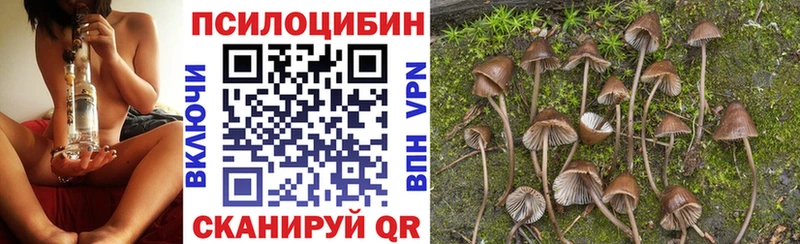 Псилоцибиновые грибы Cubensis  Алагир 
